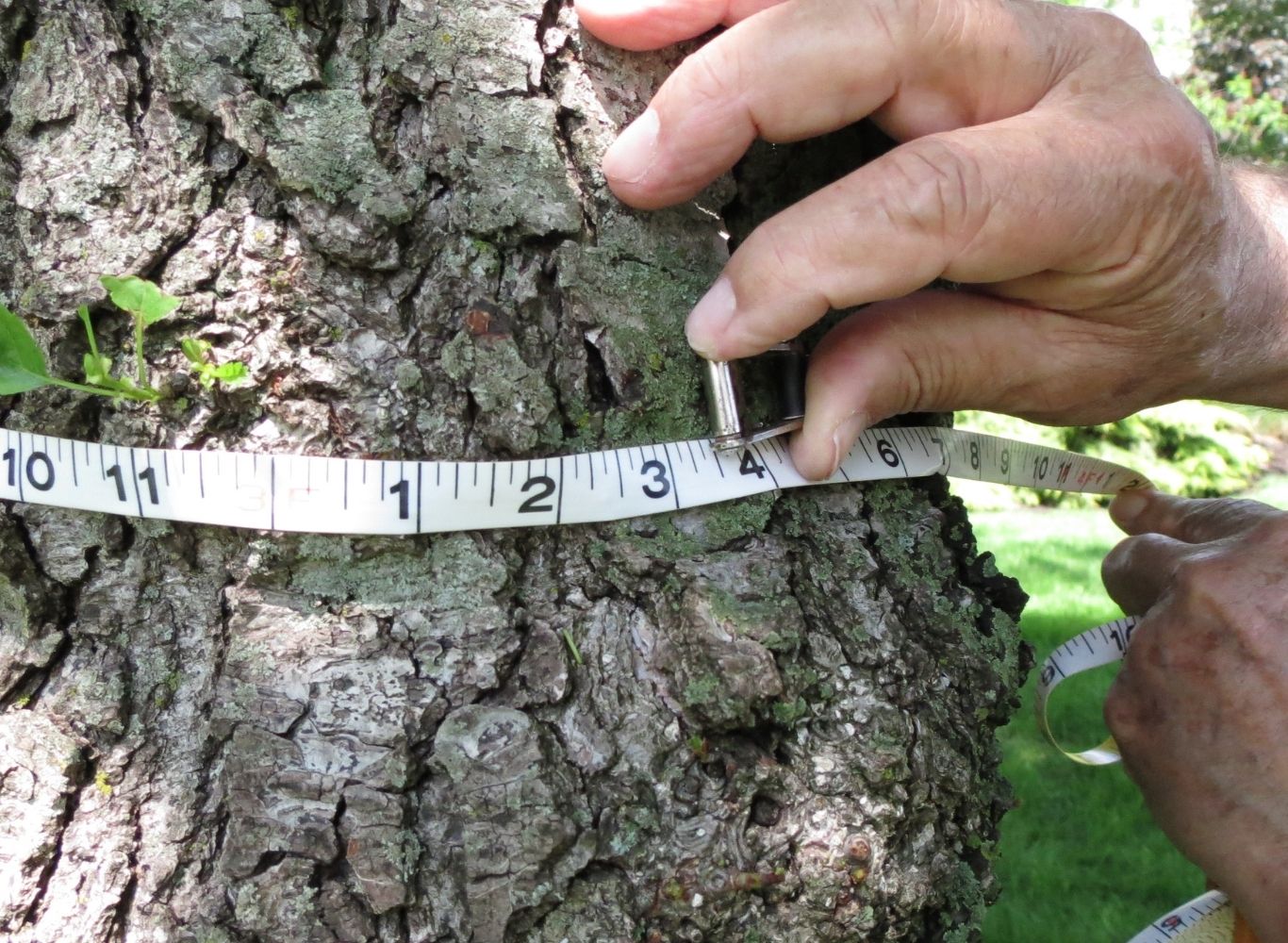 Measuring a Tree