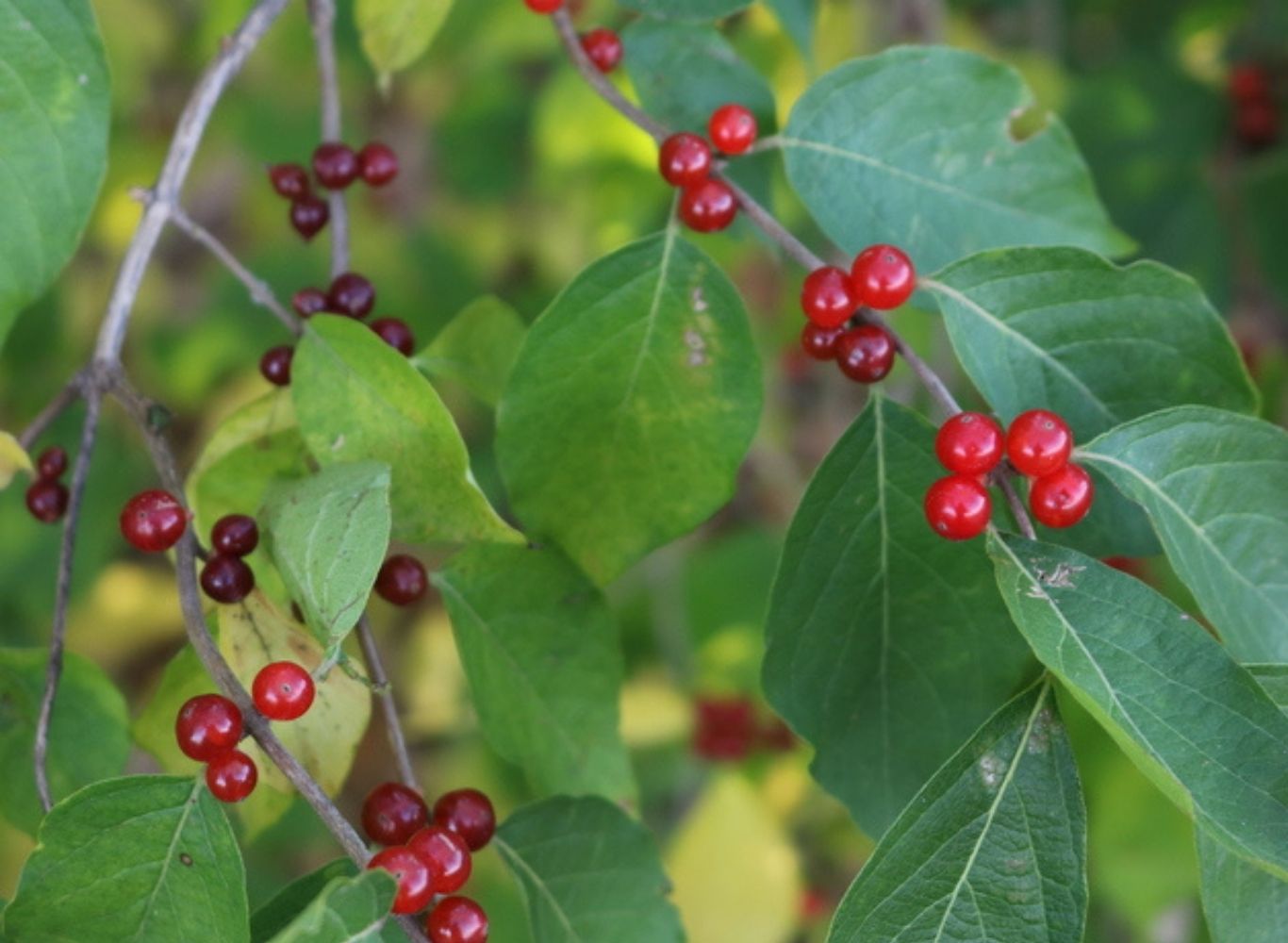 Bush Honeysuckle