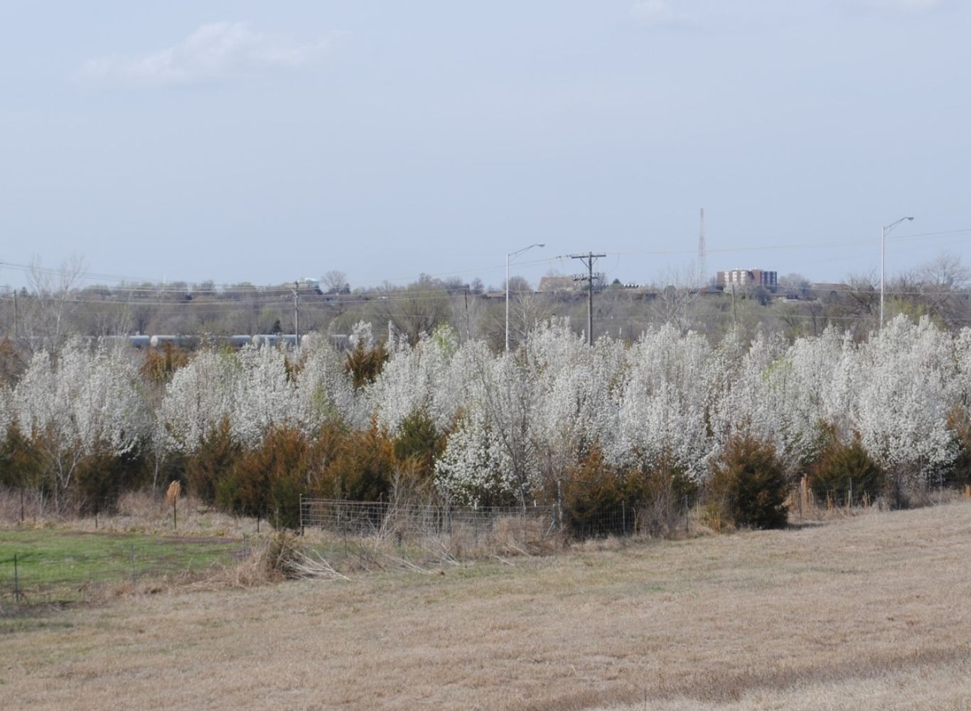Callery Pear