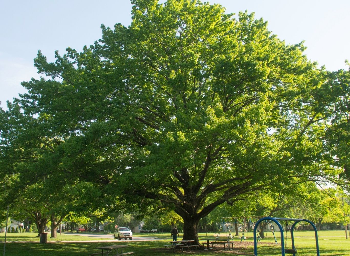 Champion Tree