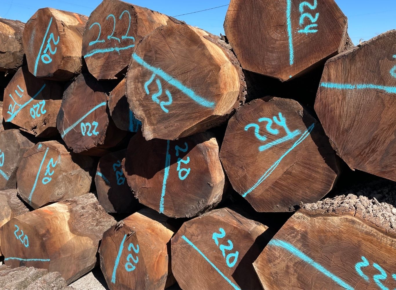 Walnut timber