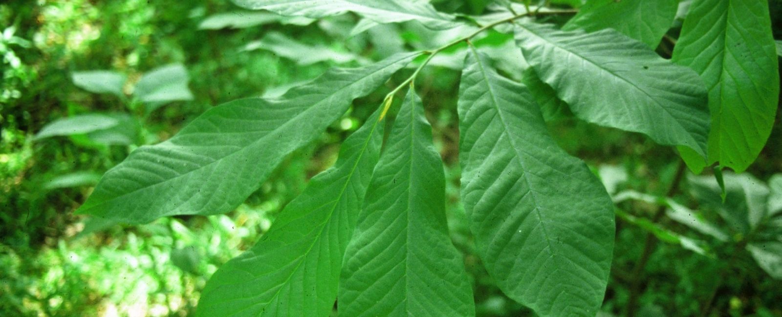 Champion Trees