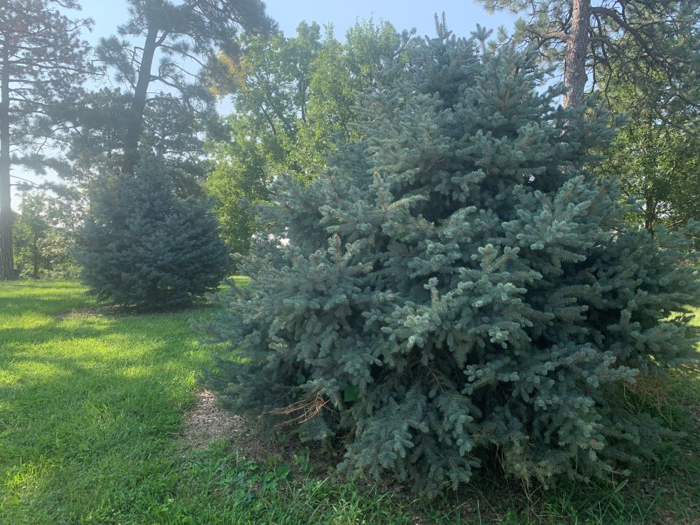 sw white pine 